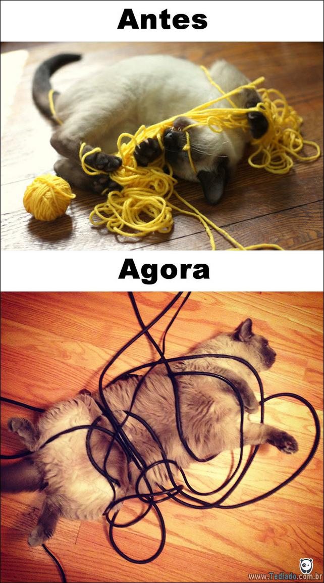 antes-e-agora-como-tecnologia-mudou-a-vida-gatos-06