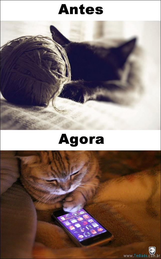 antes-e-agora-como-tecnologia-mudou-a-vida-gatos-07