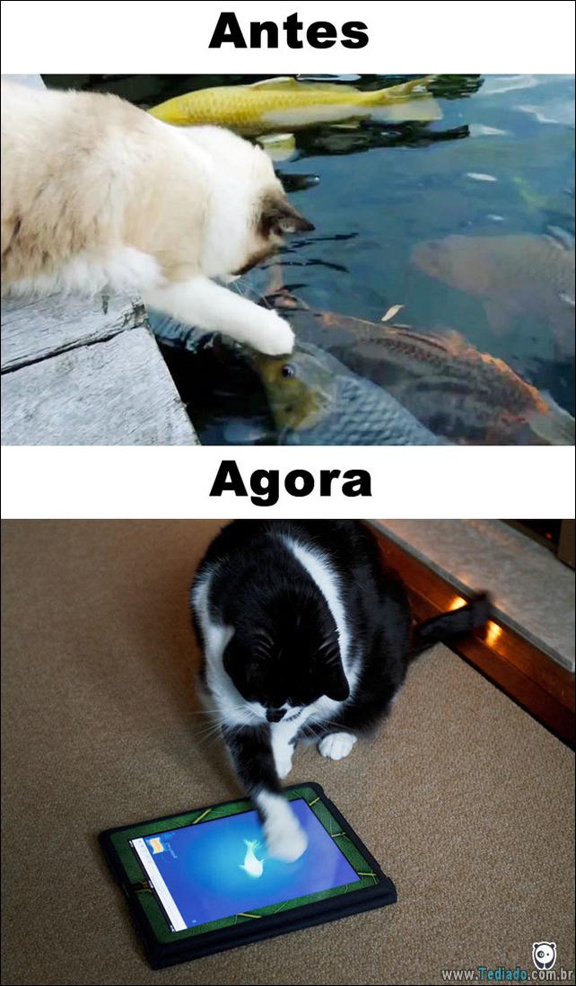 antes-e-agora-como-tecnologia-mudou-a-vida-gatos-08