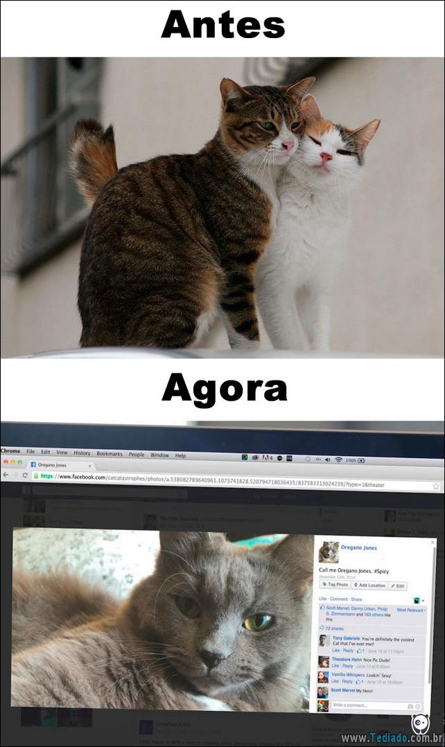 antes-e-agora-como-tecnologia-mudou-a-vida-gatos-09