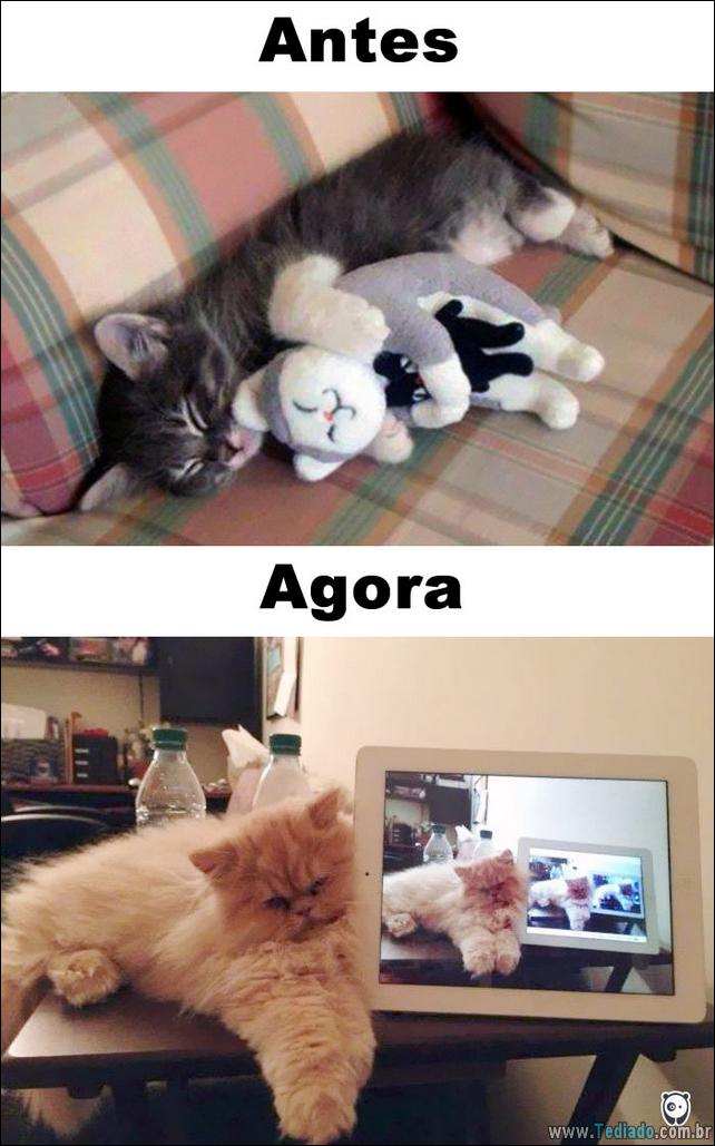 antes-e-agora-como-tecnologia-mudou-a-vida-gatos-10