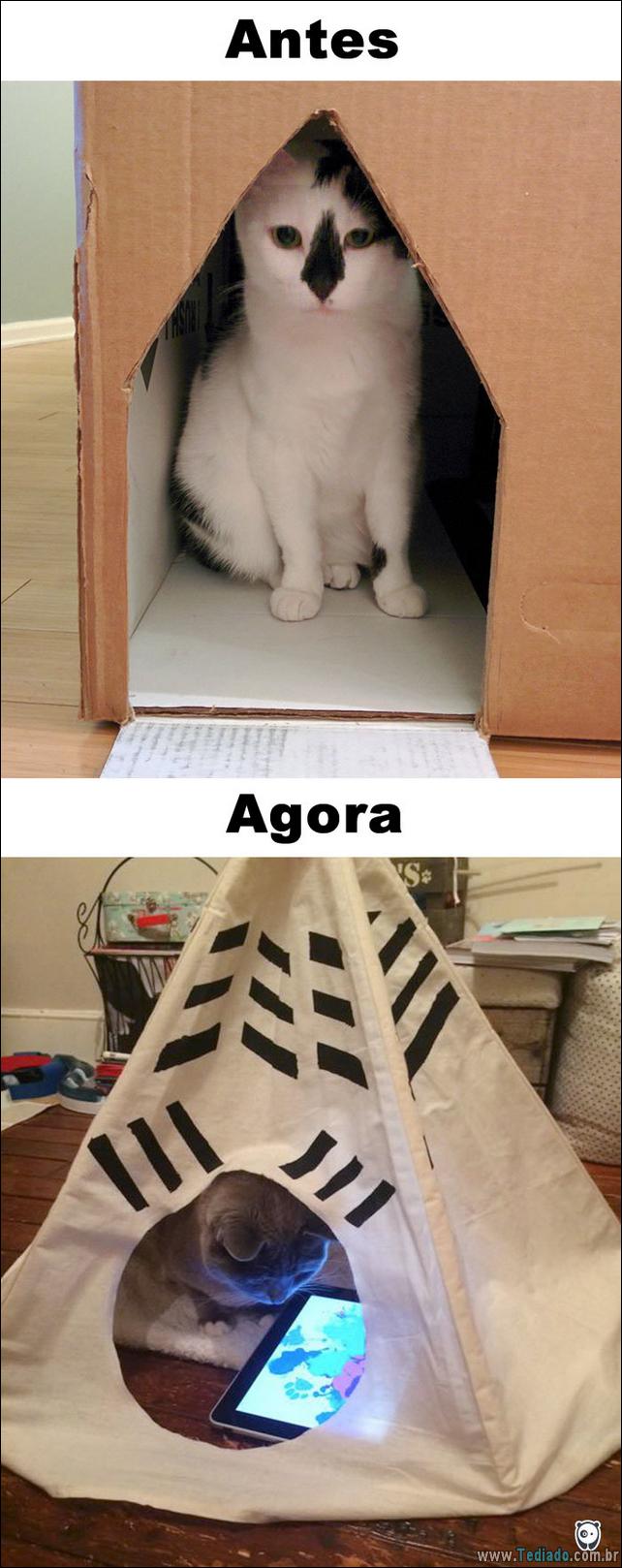 antes-e-agora-como-tecnologia-mudou-a-vida-gatos-11