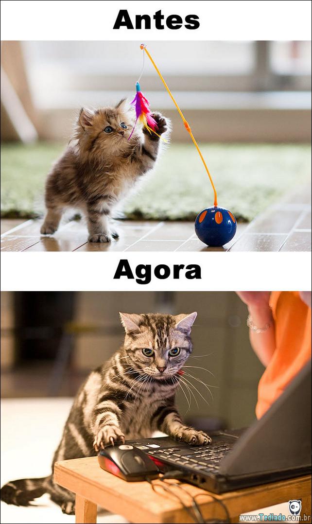 antes-e-agora-como-tecnologia-mudou-a-vida-gatos-15