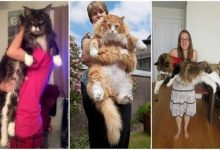 16 gatos grandes, que não parecem ser animais de estimação 5