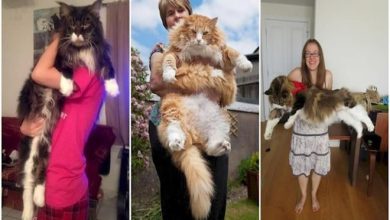 16 gatos grandes, que não parecem ser animais de estimação 25