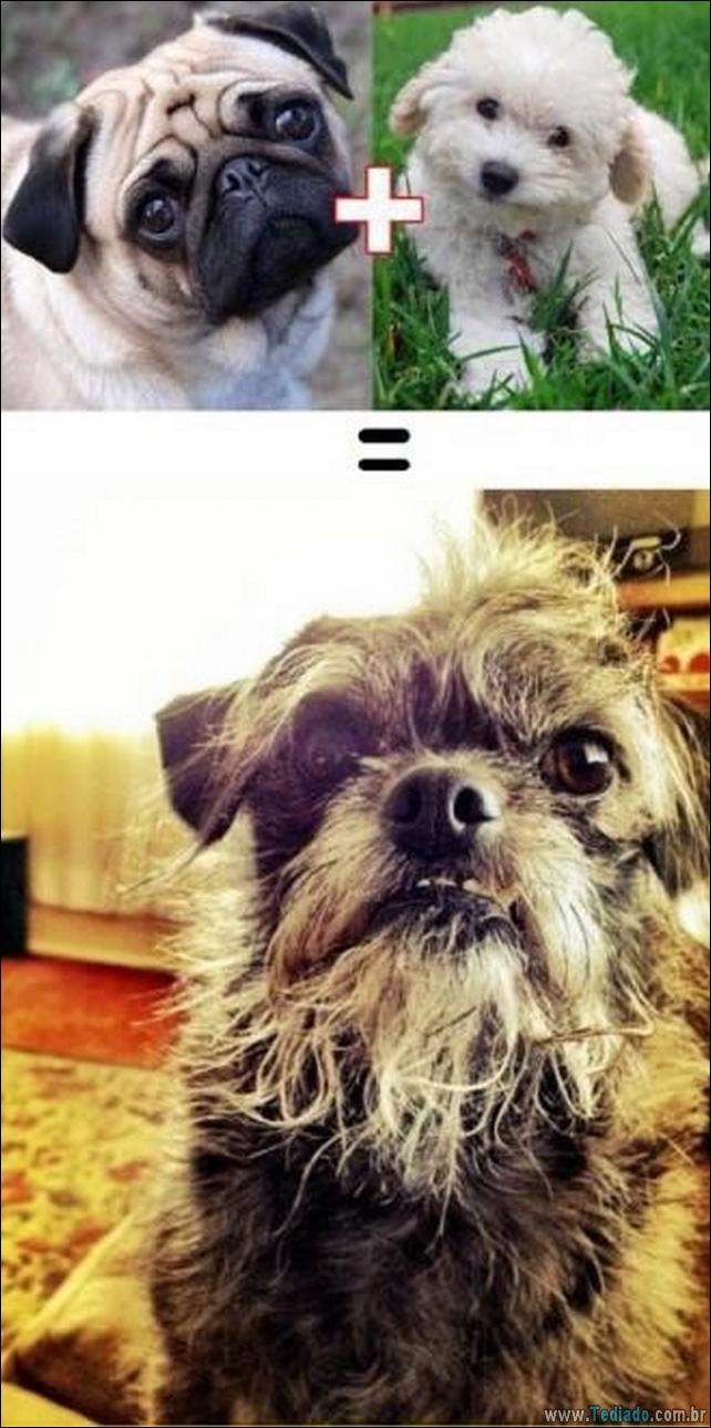 O resultado do amor de cães com raças diferentes (10 fotos) - cães resultado-do-amor-caes-02 O resultado do amor de cães com raças diferentes (10 fotos)