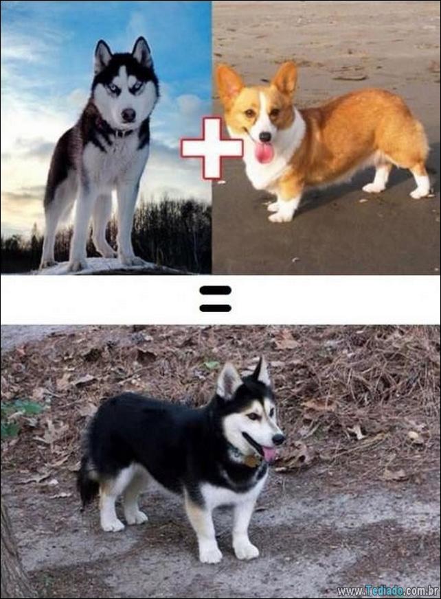 O resultado do amor de cães com raças diferentes (10 fotos) - cães resultado-do-amor-caes-03 O resultado do amor de cães com raças diferentes (10 fotos)