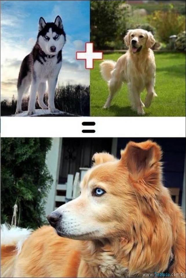O resultado do amor de cães com raças diferentes (10 fotos) - cães resultado-do-amor-caes-04 O resultado do amor de cães com raças diferentes (10 fotos)