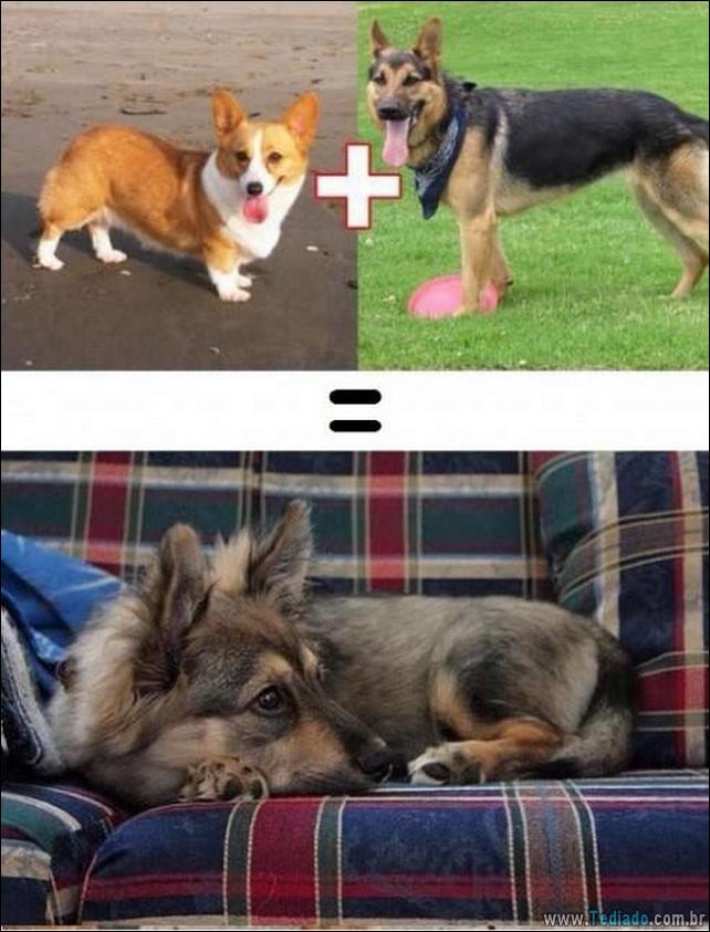 O resultado do amor de cães com raças diferentes (10 fotos) - cães resultado-do-amor-caes-05 O resultado do amor de cães com raças diferentes (10 fotos)