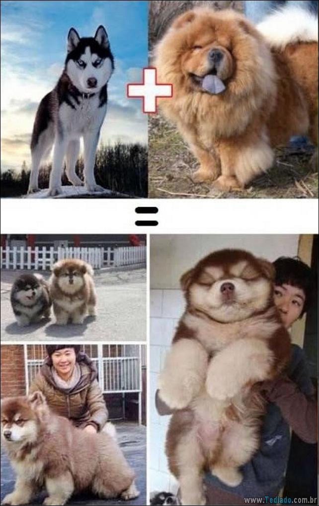 O resultado do amor de cães com raças diferentes (10 fotos) - cães resultado-do-amor-caes-06 O resultado do amor de cães com raças diferentes (10 fotos)