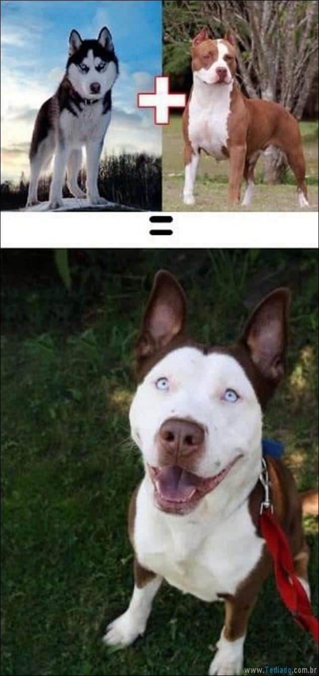 O resultado do amor de cães com raças diferentes (10 fotos) - cães resultado-do-amor-caes-07 O resultado do amor de cães com raças diferentes (10 fotos)
