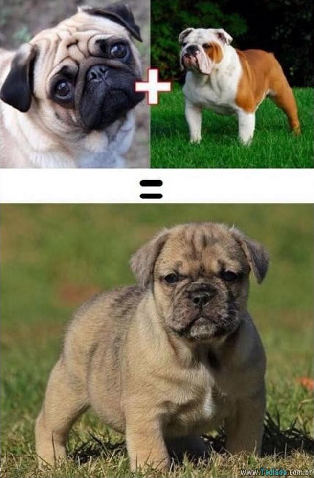 O resultado do amor de cães com raças diferentes (10 fotos) - cães resultado-do-amor-caes-08 O resultado do amor de cães com raças diferentes (10 fotos)