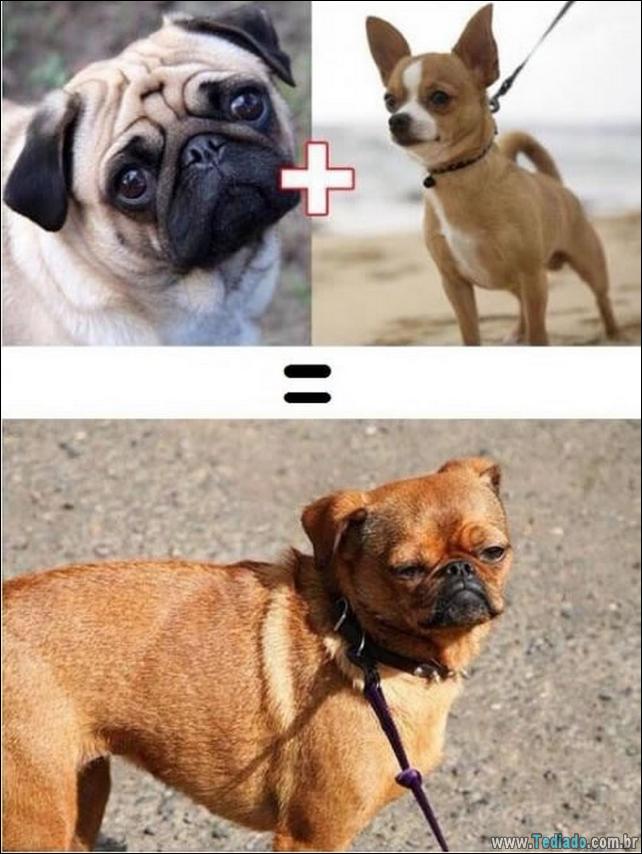 O resultado do amor de cães com raças diferentes (10 fotos) - cães resultado-do-amor-caes-09 O resultado do amor de cães com raças diferentes (10 fotos)