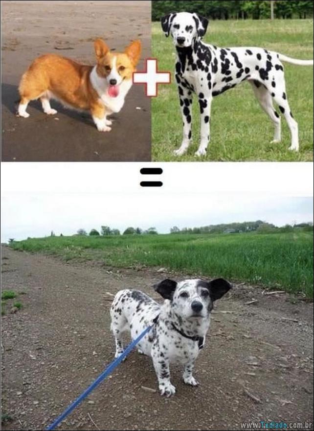 O resultado do amor de cães com raças diferentes (10 fotos) - cães resultado-do-amor-caes-10 O resultado do amor de cães com raças diferentes (10 fotos)