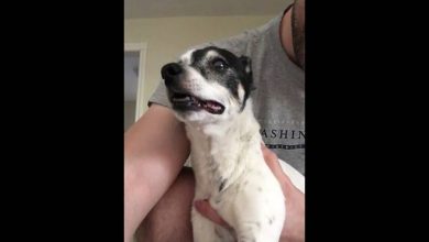 Cachorro espirrando 7