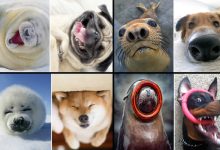 Focas são realmente cachorros do oceano (40 fotos) 1
