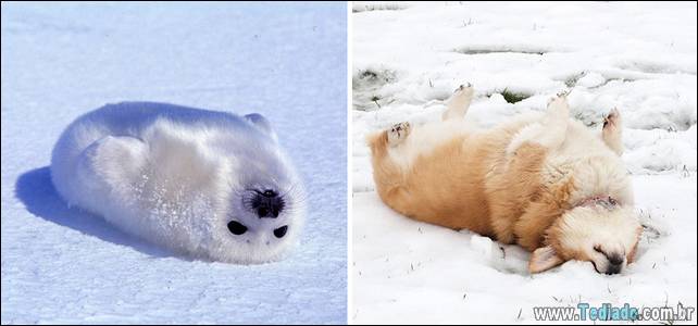 focas-sao-cachorros-oceanos-01