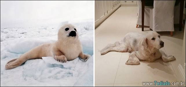 focas-sao-cachorros-oceanos-02