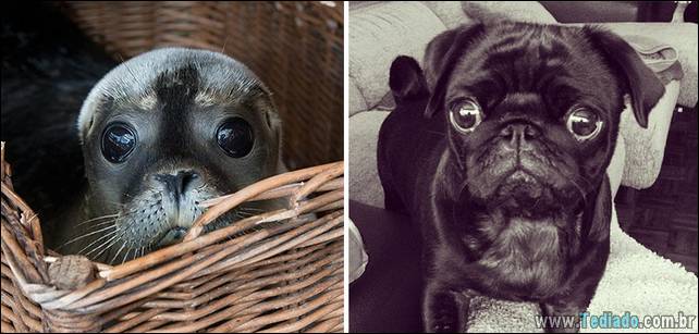 focas-sao-cachorros-oceanos-03