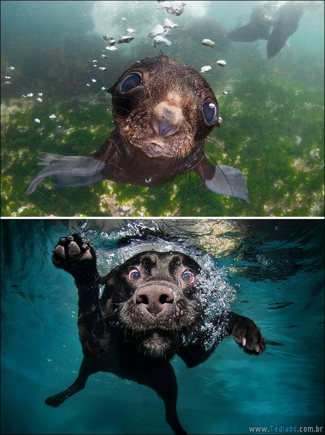 focas-sao-cachorros-oceanos-04