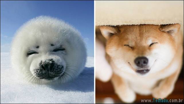 focas-sao-cachorros-oceanos-07