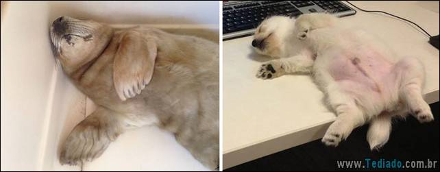 focas-sao-cachorros-oceanos-10