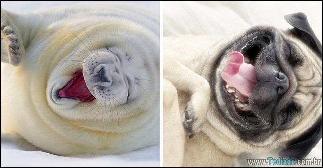 focas-sao-cachorros-oceanos-11