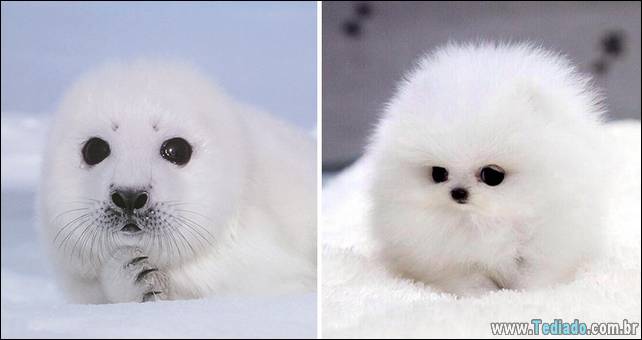 focas-sao-cachorros-oceanos-12