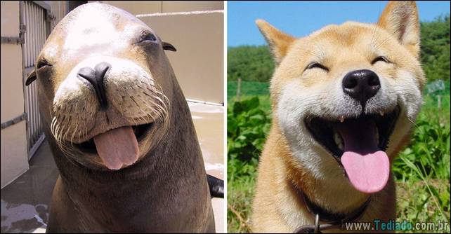 focas-sao-cachorros-oceanos-13