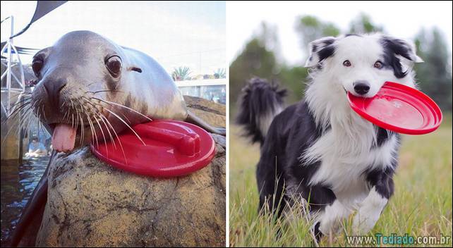 focas-sao-cachorros-oceanos-14