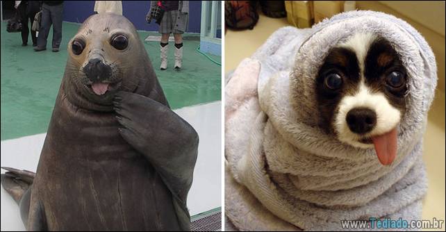 focas-sao-cachorros-oceanos-15