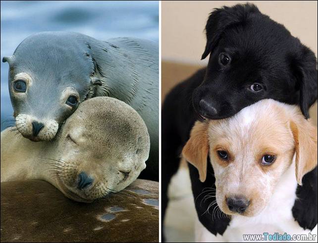 focas-sao-cachorros-oceanos-16