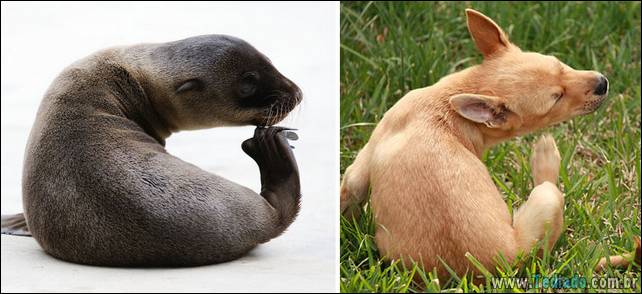 focas-sao-cachorros-oceanos-18