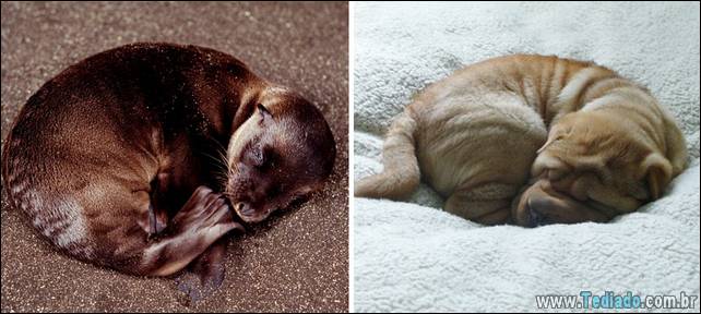 focas-sao-cachorros-oceanos-19