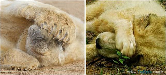 focas-sao-cachorros-oceanos-20