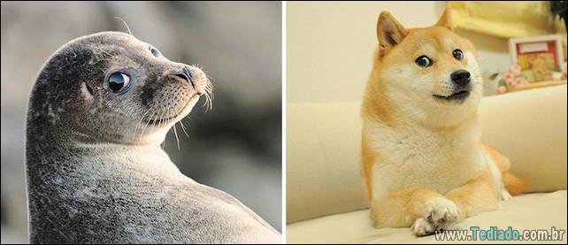 focas-sao-cachorros-oceanos-21