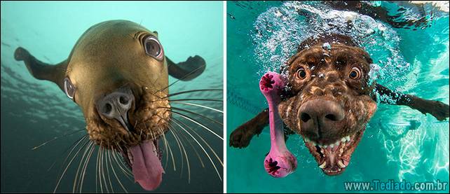 focas-sao-cachorros-oceanos-22