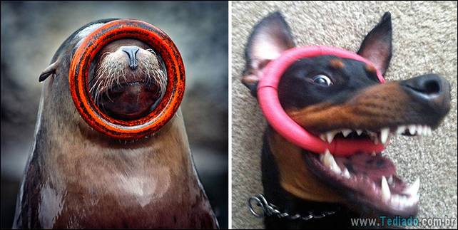 focas-sao-cachorros-oceanos-24