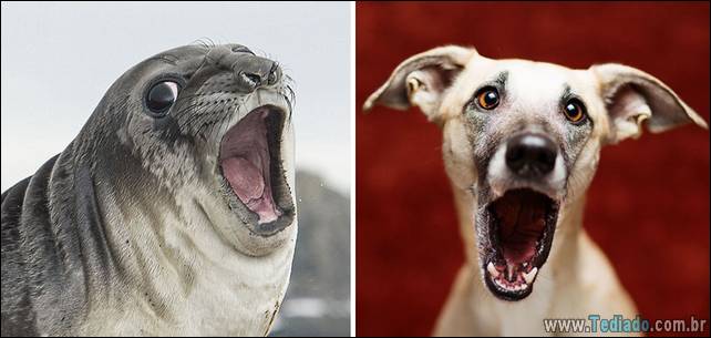 focas-sao-cachorros-oceanos-26