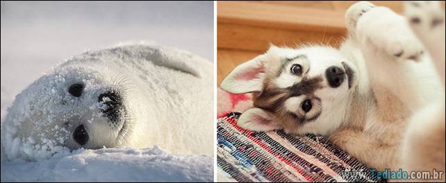 focas-sao-cachorros-oceanos-27