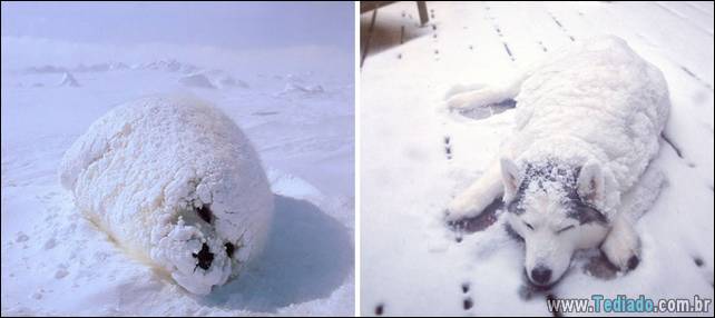 focas-sao-cachorros-oceanos-28