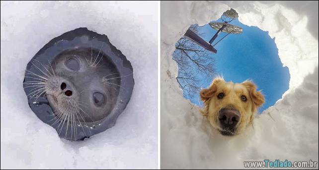 focas-sao-cachorros-oceanos-29