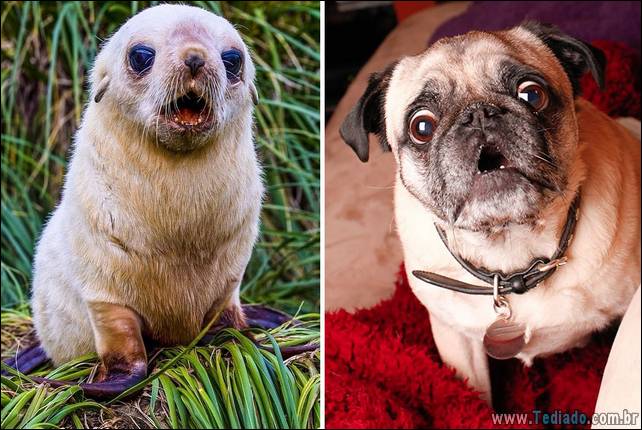 focas-sao-cachorros-oceanos-30