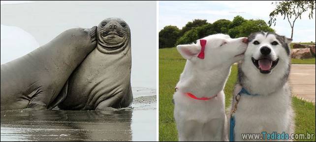 focas-sao-cachorros-oceanos-37