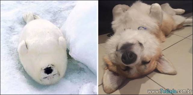 focas-sao-cachorros-oceanos-39