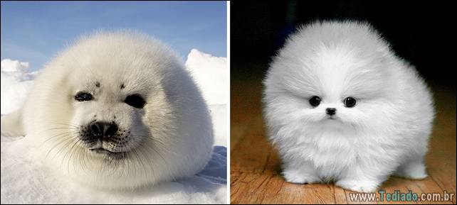 focas-sao-cachorros-oceanos-40