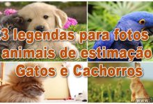 123 legendas para fotos de animais de estimação - Gatos e Cachorros 9