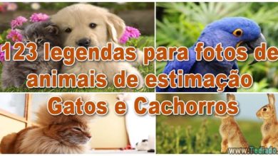 123 legendas para fotos de animais de estimação - Gatos e Cachorros 14