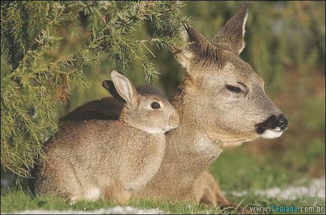 animais-irmao-mae-diferente-04