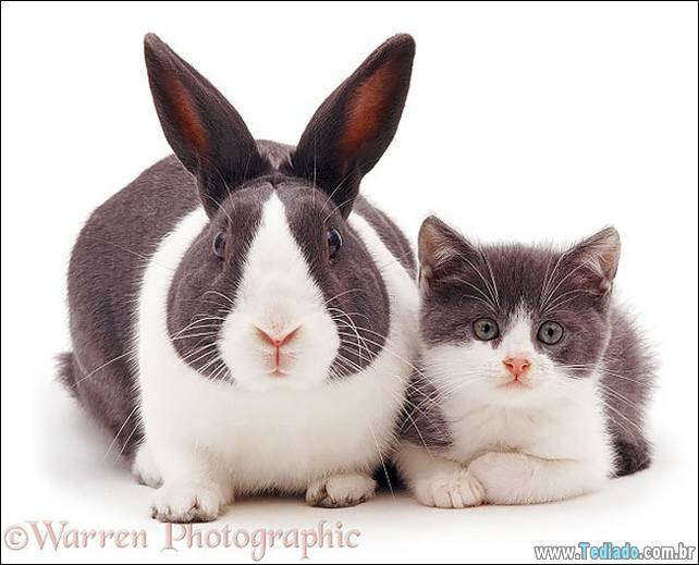 animais-irmao-mae-diferente-06